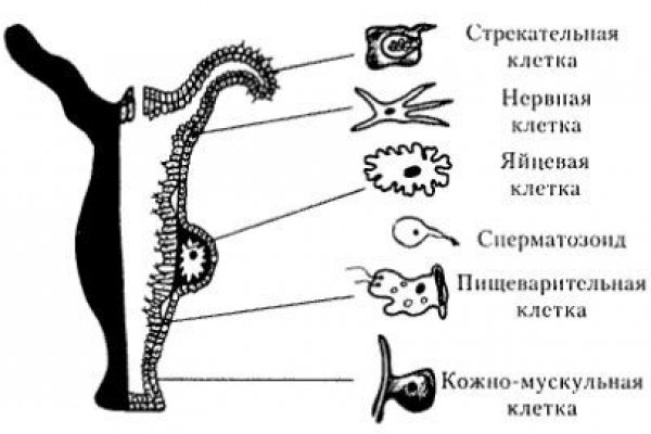 Как войти в кракен через тор